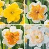 Daffodil Butterfly Collection 2026 Coldafbco - Garden Express Australia