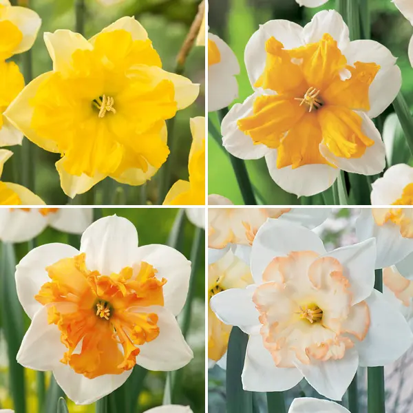 Daffodil Butterfly Collection