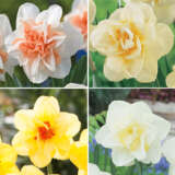 Daffodil Double Coll 1 Coldafdc1 2024 - Garden Express Australia