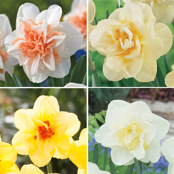 Daffodil Double Collection 1