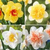 Daffodil Double Coll 1 Coldafdc1 2026 - Garden Express Australia