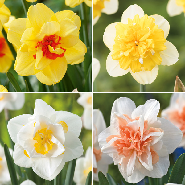 Daffodil Double Collection 1 Daffodil Double Collection 1