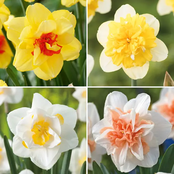 Daffodil Double Collection 1 Daffodil Double Collection 1