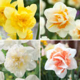 Daffodil Double Coll 2 Coldafdc2 2026 - Garden Express Australia