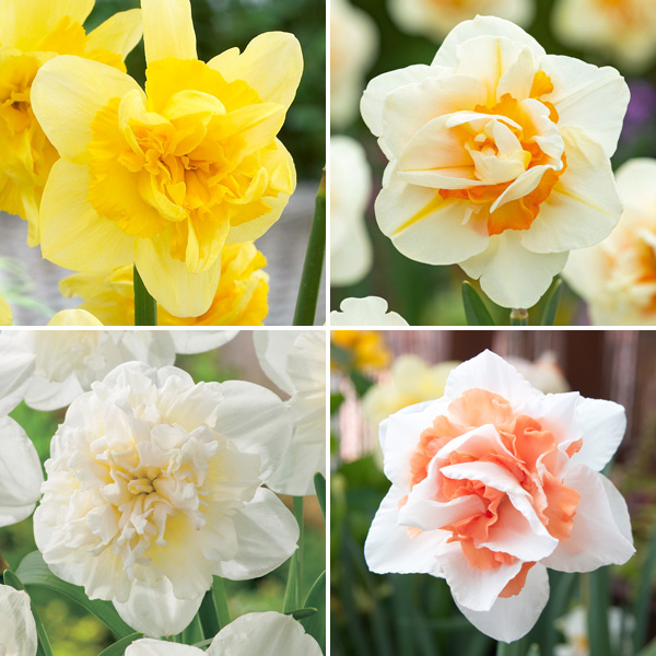 Daffodil Double Collection 1