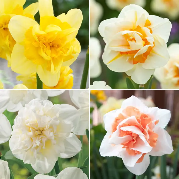 Daffodil Double Collection 1