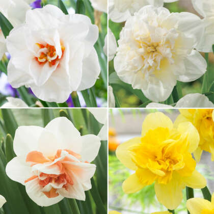 Daffodil Double Collection 2 2021 Coldafdc2 - Garden Express Australia