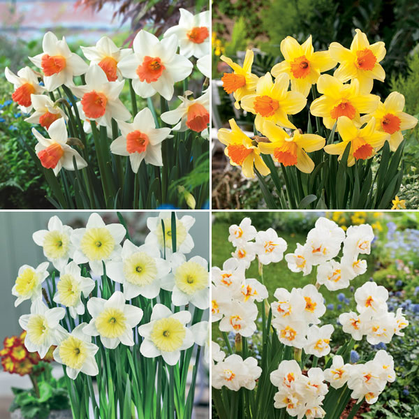 Daffodil Garden Collection 1