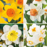 Daffodil Garden Collection 1 2026 Coldafgc1 - Garden Express Australia
