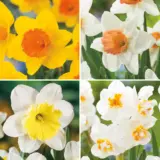 Daffodil Garden Collection 1 2026 Coldafgc1 - Garden Express Australia