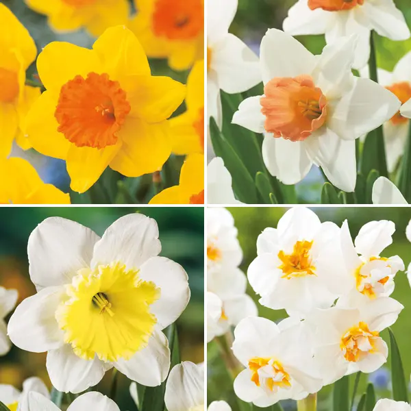 Daffodil Garden Collection 1