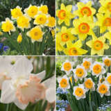 Daffodil Garden Collection 2 2024 Coldafgc2 - Garden Express Australia