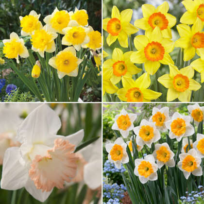 Daffodil Garden Collection 2 - Garden Express