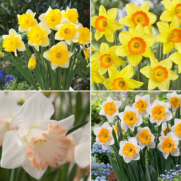 Daffodil Garden Collection 2