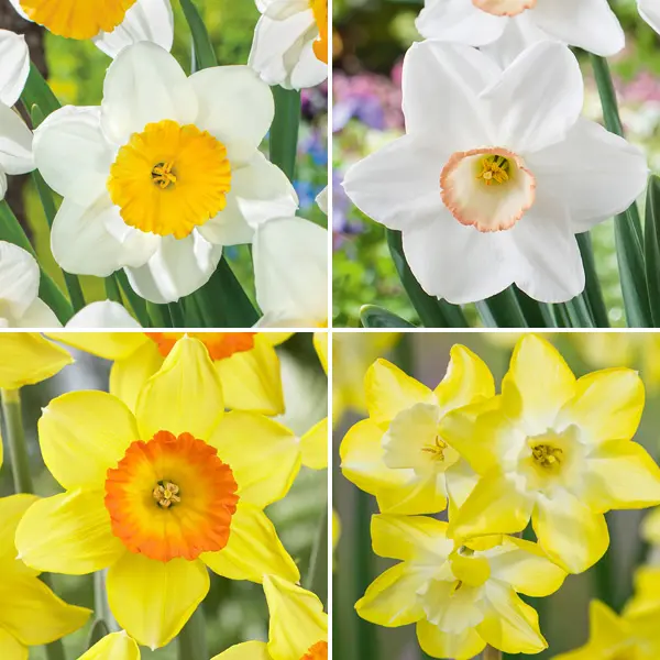 Daffodil Garden Collection 1