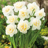 Daffodil Double Collection 2
