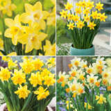 Daffodil Mini Collection 2024 Coldafmco - Garden Express Australia