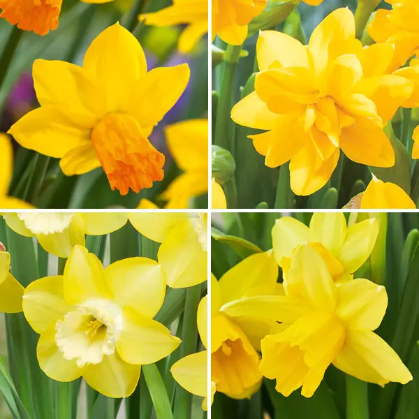 Daffodil Mini Collection