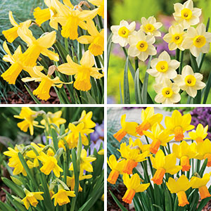 Miniature Daffodils - Garden Express - Australia's Largest Online Nursery