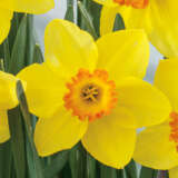 Roaring Red & Gold Collection Roaring Red & Gold Collection