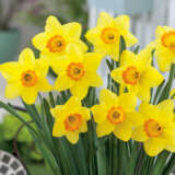 Daffodil Red Devon Pkdafrde 2026 - Garden Express Australia