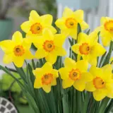 Daffodil Red Devon Pkdafrde 2026 - Garden Express Australia