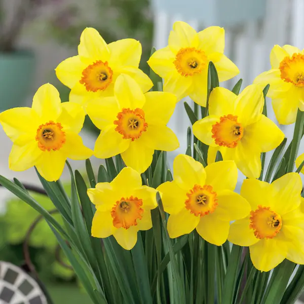 Roaring Red & Gold Collection Roaring Red & Gold Collection