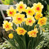 Daffodil Double Collection 1 Daffodil Double Collection 1