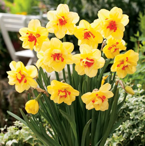 Daffodil Double Collection 1 Daffodil Double Collection 1