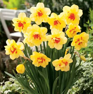 Daffodil Double Collection 1 Daffodil Double Collection 1