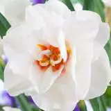 Daffodil Acropolis 16 Vis - Garden Express Australia