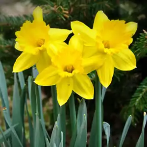 Spring Bulb Information Daffodil Harbinger Of Spring - Garden Express Australia