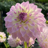 Dahlia Annes Delight Pkdahade - Garden Express Australia