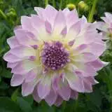 Dahlia Annes Delight 14 - Garden Express Australia