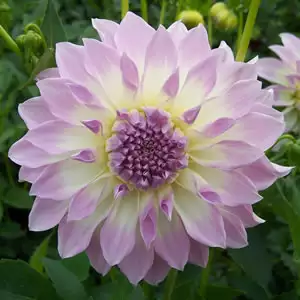 Dahlia Annes Delight