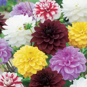 9 Types Of Dahlias 9 Types Of Dahlias