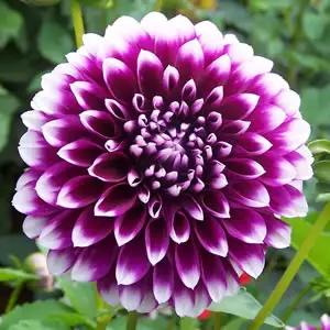 Guide To Planting And Growing Dahlias