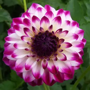 Dahlia Gambier Jane
