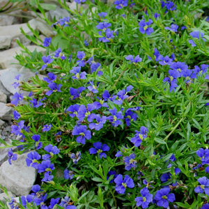 Dampiera Diversifolia