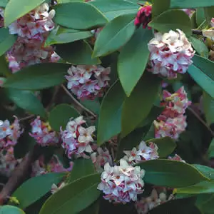 Daphne Odora - Garden Express Australia
