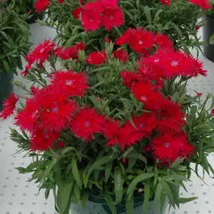 Cyclamen Growing Guide Dianthus Supra Red 16 - Garden Express Australia