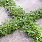 Dichondra Repens 13 - Garden Express Australia