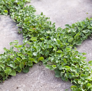 Dichondra Repens 13 - Garden Express Australia