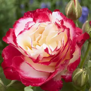 What Is A Hybrid Tea Rose? Double Delight20141 - Garden Express Australia