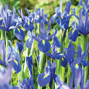 Dutch Iris Professor Blauw - Garden Express Australia