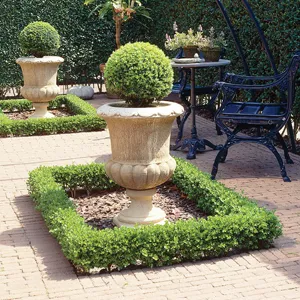 Buxus Growing Guide Dutch Box Lpodutbox Gl2017 - Garden Express Australia