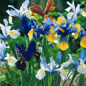 Dutch Iris Mixed 13 - Garden Express Australia