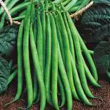 Dwarf Bean Snapbean 01 - Garden Express Australia