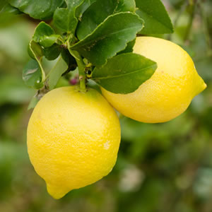 Dwarf Fruit Tree Lemon Eureka St 141 - Garden Express Australia