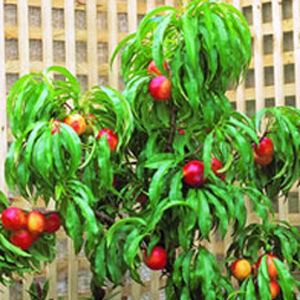 Dwarf Fruit Tree Trixzie Nectazee Closeup 15 - Garden Express Australia